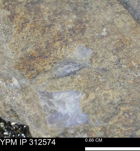 Pseudoptera subtortuosa