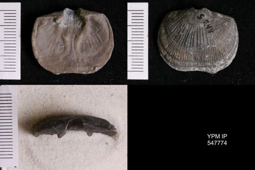 Glyptorthis insculpta