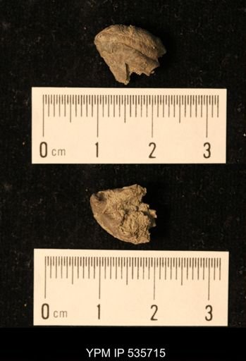 Platyceras spinigerum