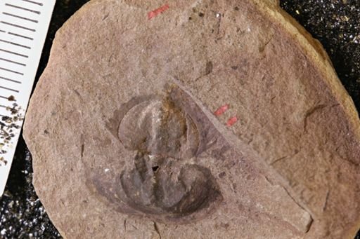 Euproops danae