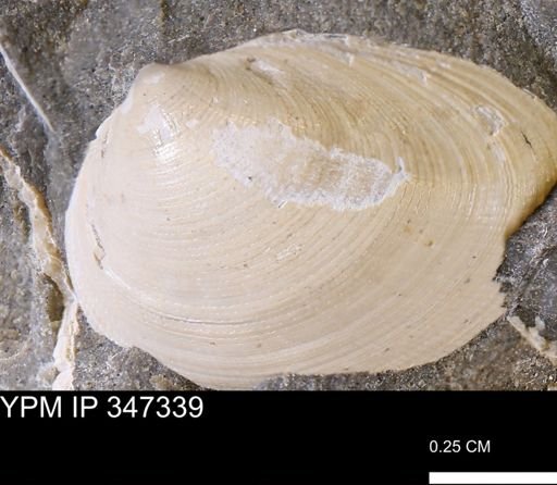 Limopsis striatopunctatus