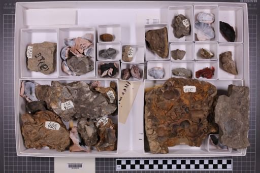 mixed taxa, stratigraphic collection