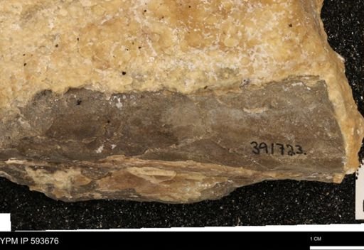 Baculites sp.