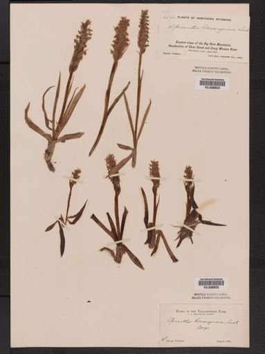 Spiranthes romanzoffiana