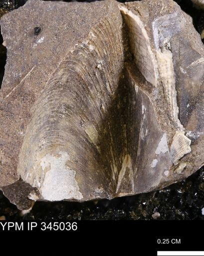Limopsis striatopunctatus