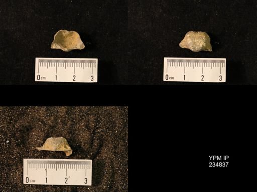 Marginifera wabashensis var. armata