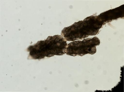 Scrupocellaria diegensis