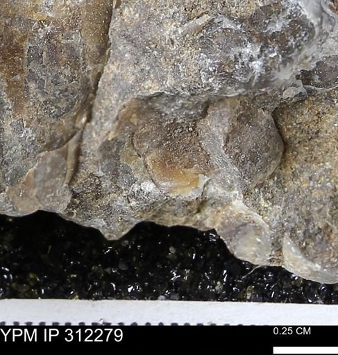 undet. Bivalvia