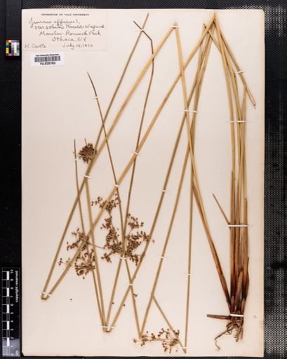 Juncus effusus