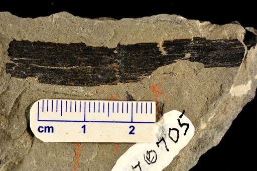 Calamites sp.