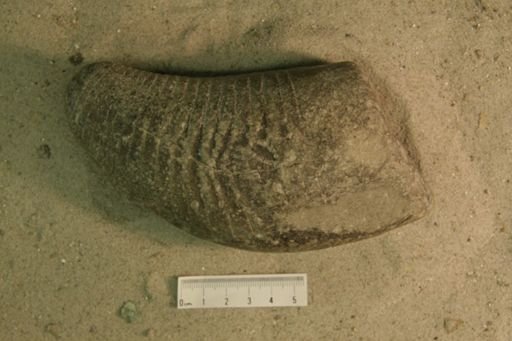 Beloitoceras magisterium