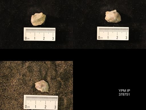 Marginifera wabashensis