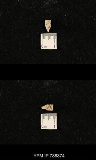 undet. Brachiopoda