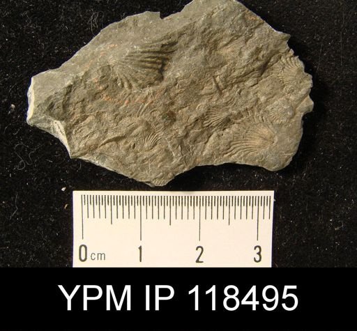 Camarotoechia nucula planosugosa