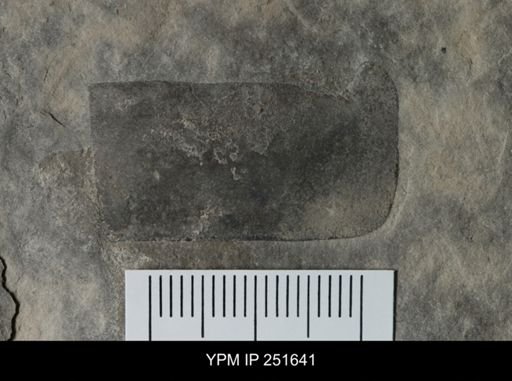 undet. Eurypterida