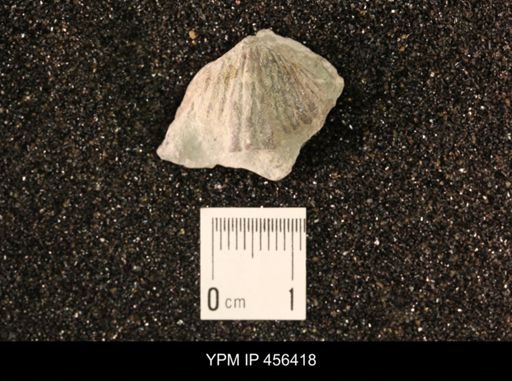 Platystrophia biforata