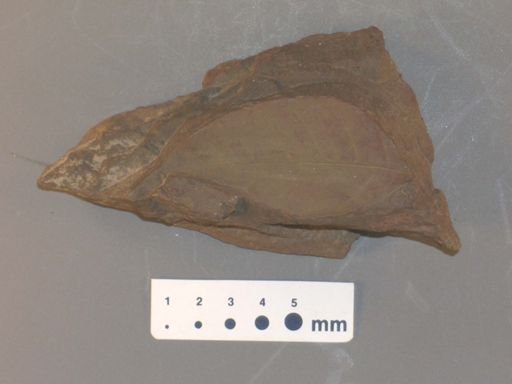 Juglans rugosa
