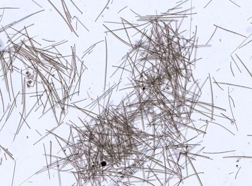Crellidae