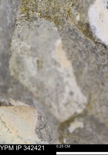 undet. Mollusca