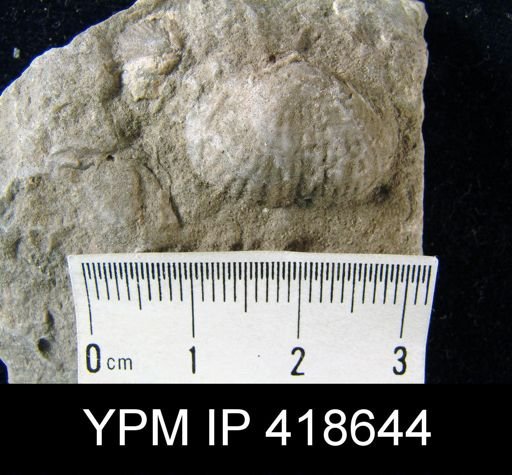 Marginifera?