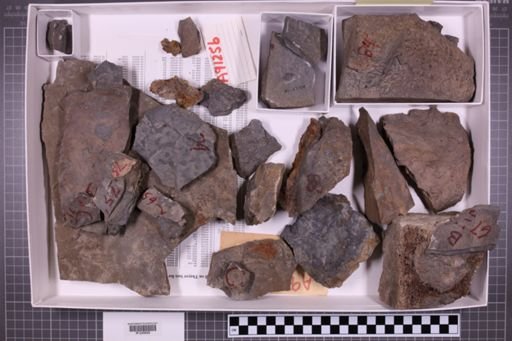 mixed taxa, stratigraphic collection