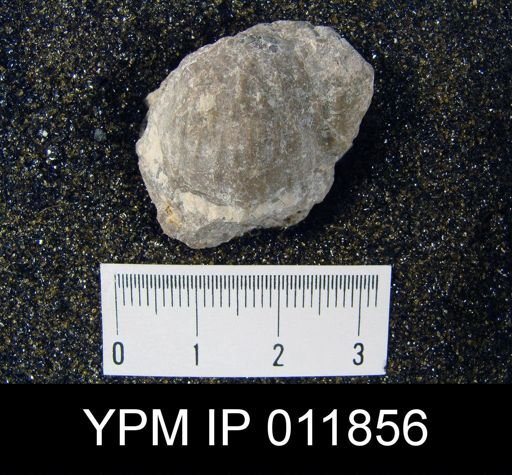 Aulosteges medlicottianus