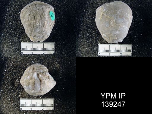 Spirigerella sp.