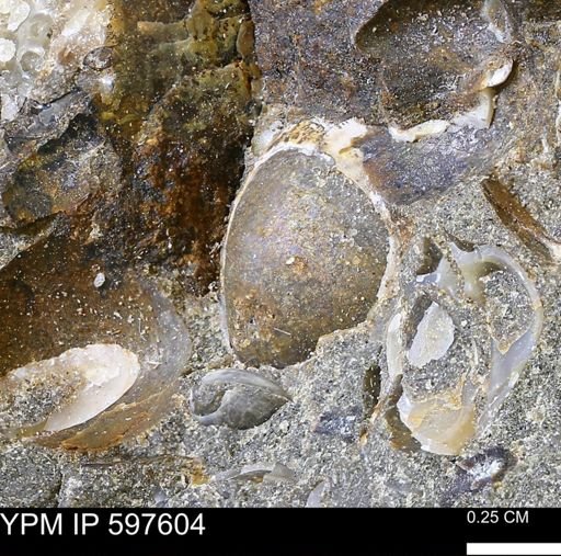 undet. Bivalvia