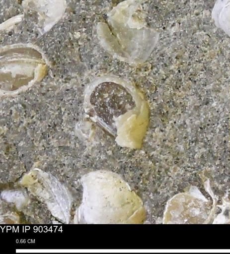 Corbulamella sp.
