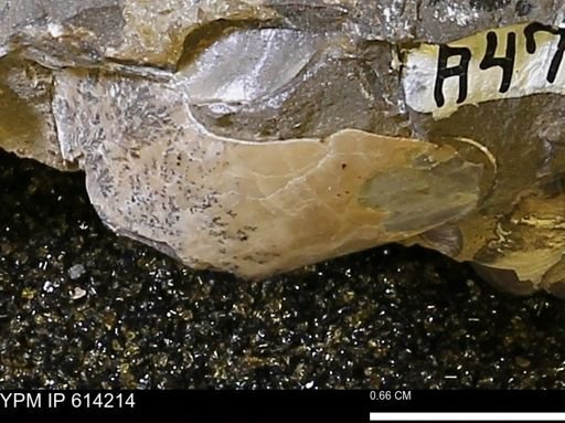 Ostreidae