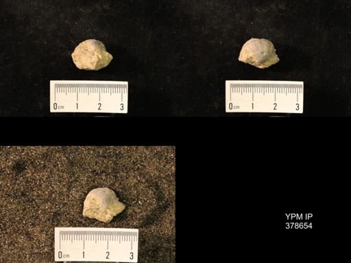 Marginifera wabashensis