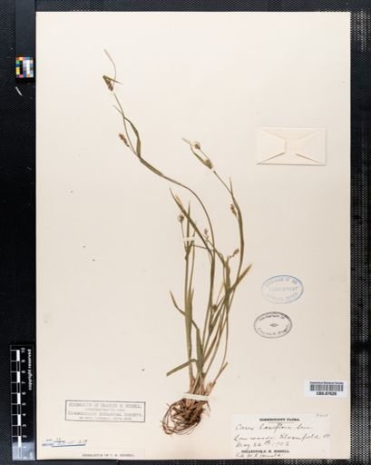Carex laxiflora