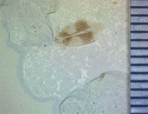 undet. Coleoptera