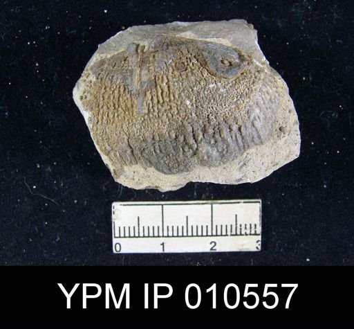 Productus huecoensis