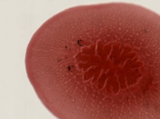 Hoploplana inquilina