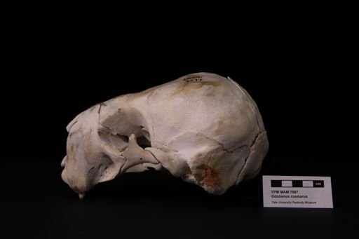 Odobenus rosmarus