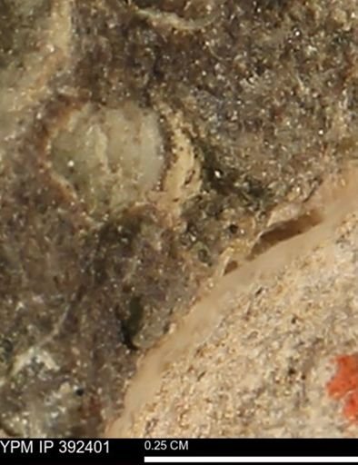 Protocardia subquadrata