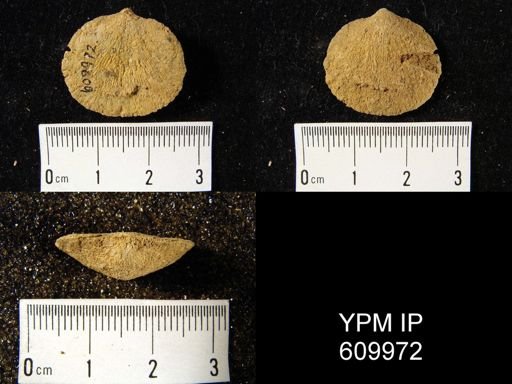 Dalmanella planiconvexa