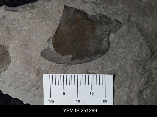 undet. Eurypterida