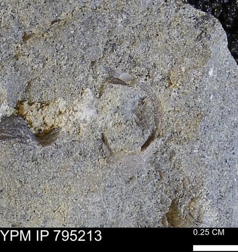 undet. Bivalvia
