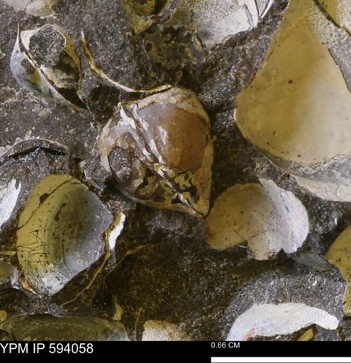 Limopsis? striatopunctatus