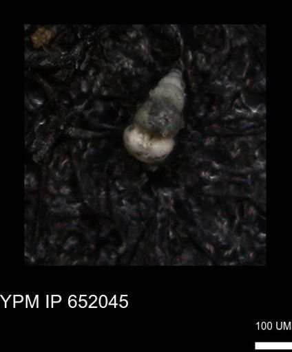 undet. Heterohelicidae