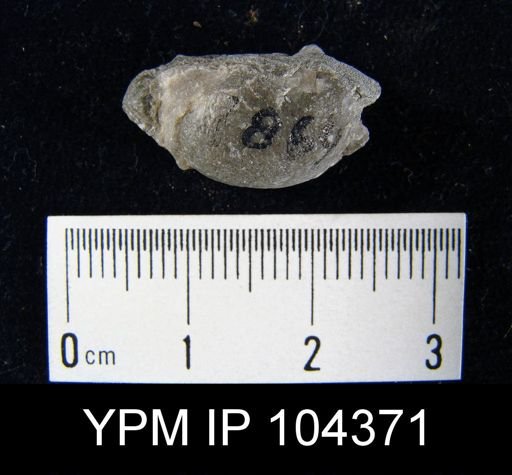 Leptaena nitens
