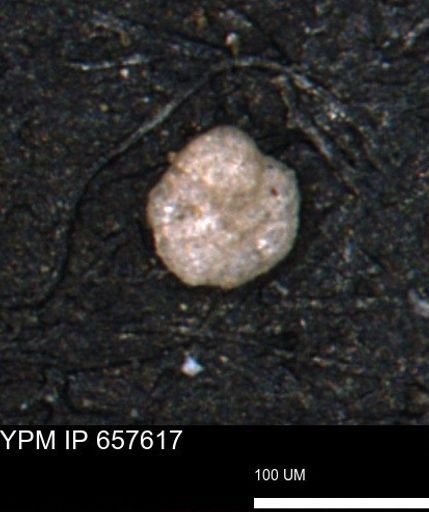 Alveolophragmium linki