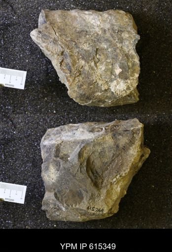 Baculites sp.