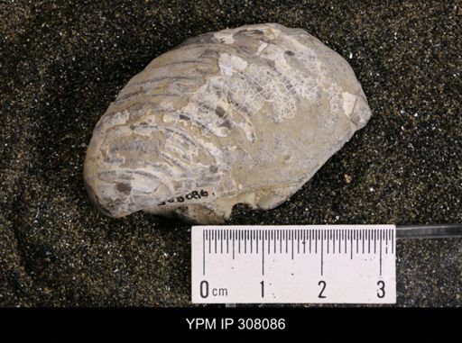 Inoceramus sp.