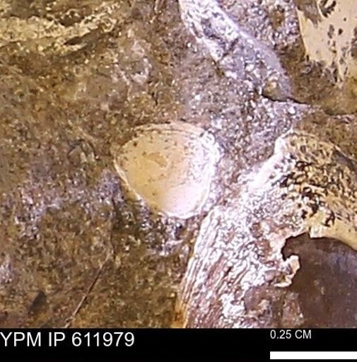 Protocardia subquadrata