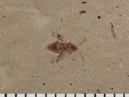 undet. Heteroptera
