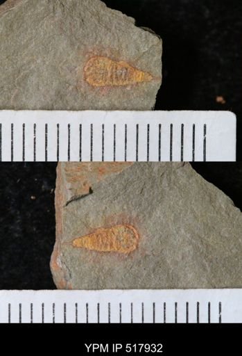 undet. Synziphosurina