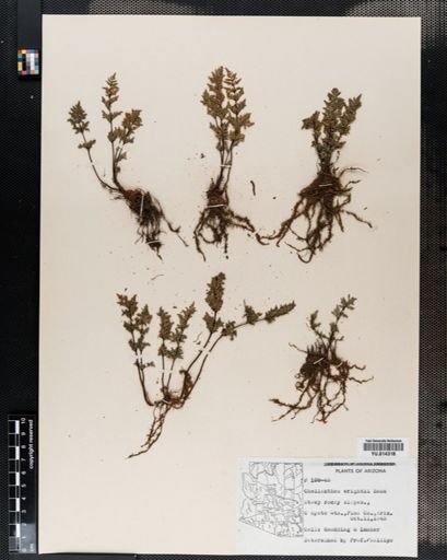 Cheilanthes